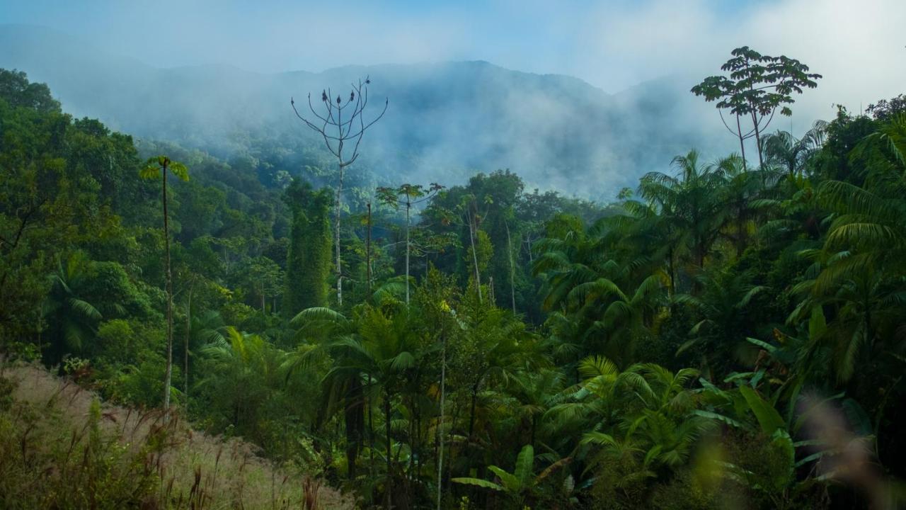 Pousada Salve Floresta Tapirai Ngoại thất bức ảnh