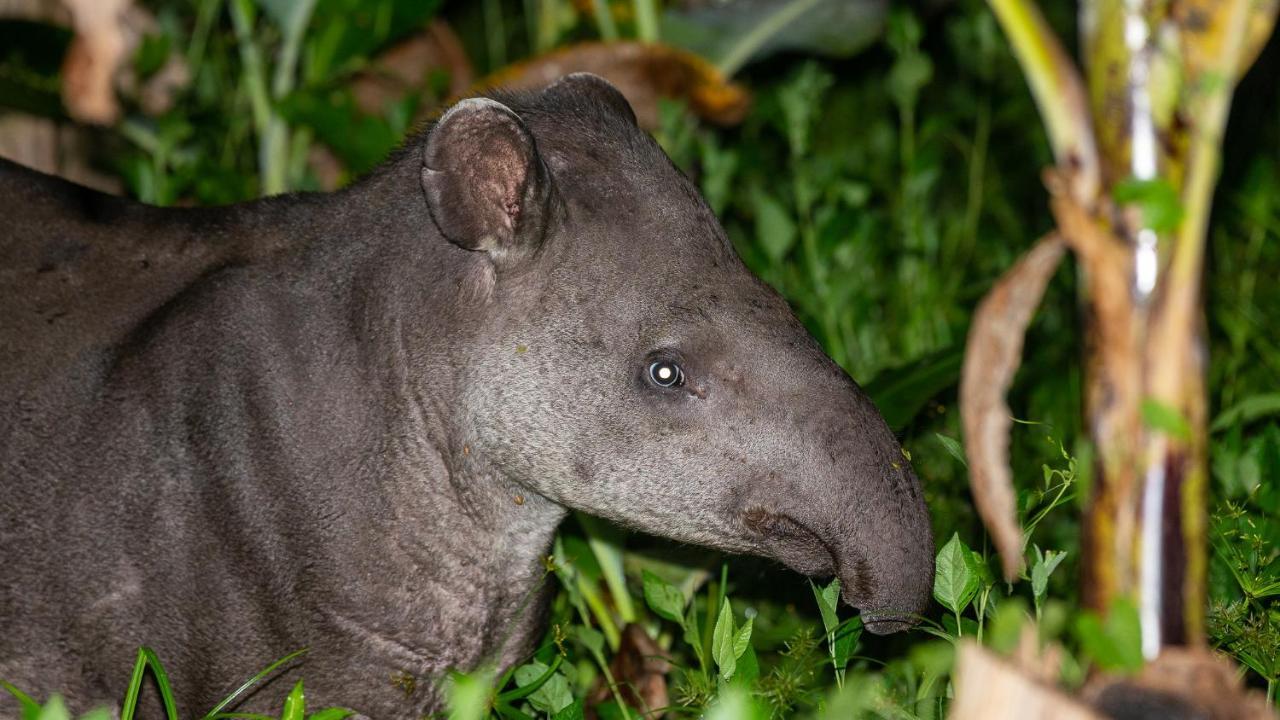 Pousada Salve Floresta Tapirai Ngoại thất bức ảnh